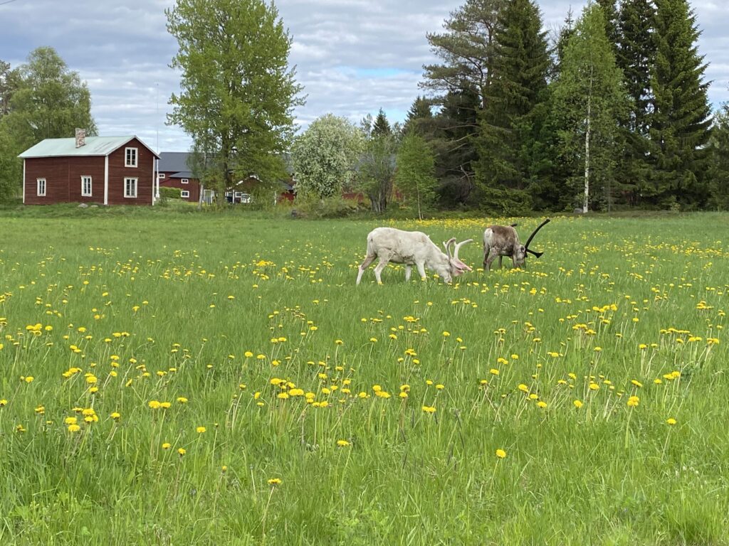 rendieren västerbotten zweden